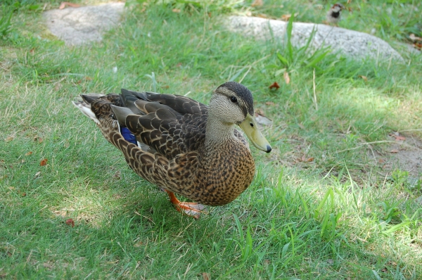 Creation of Lucky-Duck: Step 1